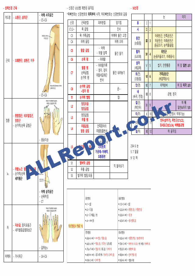 뉴만(해부학,운동학) 정리본(카셉시험) (4 페이지)